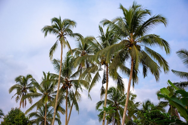 Concept de vacances forêt ensoleillée tropicale palmier