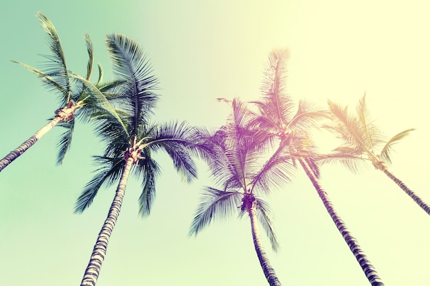 Photo concept de vacances de voyage d'été. beautiful palms on blue sky background. toning.