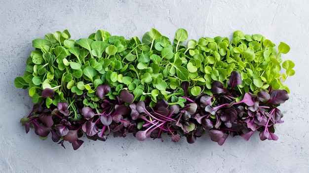 Concept végétalien de salade de microgreens frais
