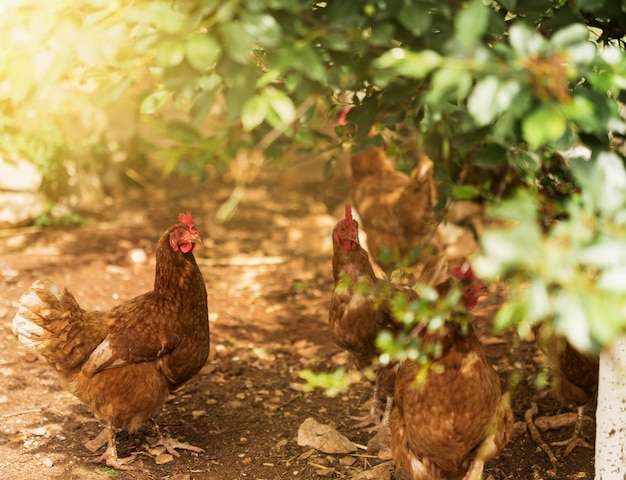 Photo concept de vie à la ferme avec des poussins