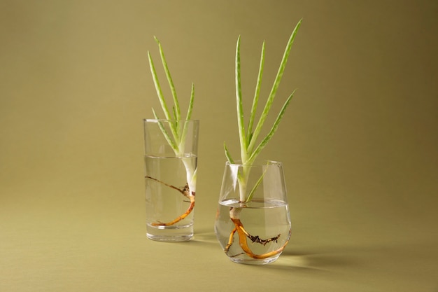 Concept de vie en pleine croissance avec des fleurs