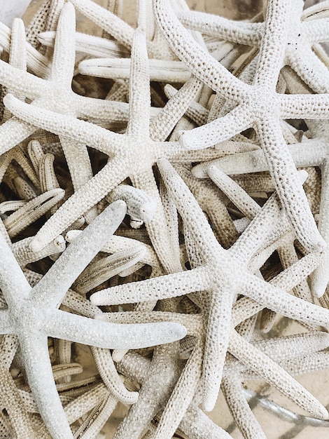 Concept de voyage et d'été. Belles étoiles de mer blanches marines à cinq doigts