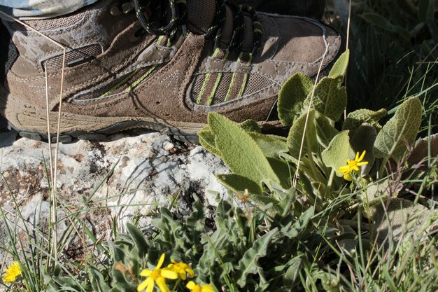 Concept de voyage fleurs jaunes chaussures de marche confortables