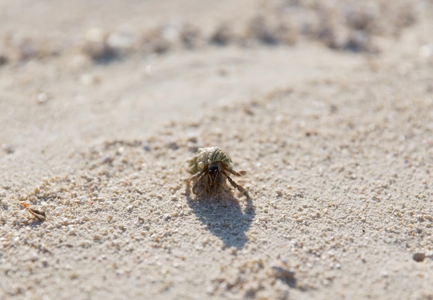 concept de voyage, tourisme, vacances et vacances d'été - crabe éclaboussant dans l'eau de mer sur le sable de la plage