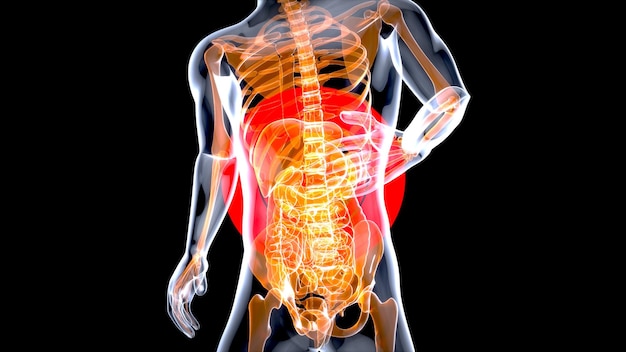 Conception abstraite d'anatomie de l'estomac