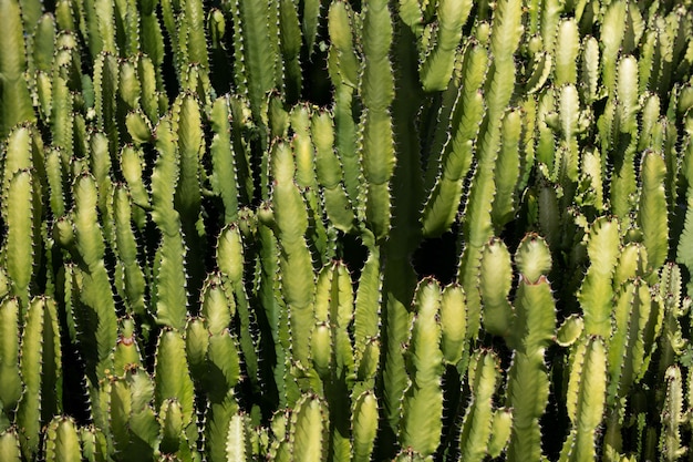 Conception de cactus de backdround de cactus ou modèle de cactaceae