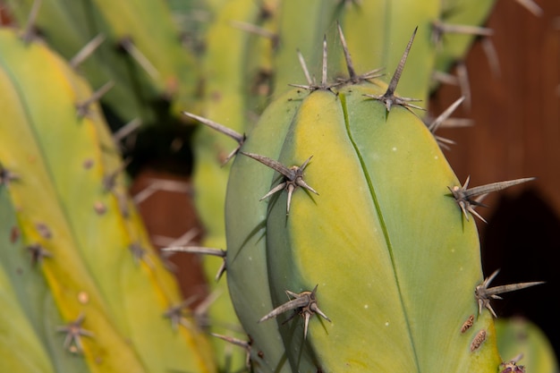 Conception de cactus de backdround de cactus ou modèle de cactaceae