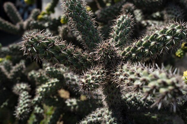 Conception de cactus de backdround de cactus à pointes de cactus ou modèle de cactaceae