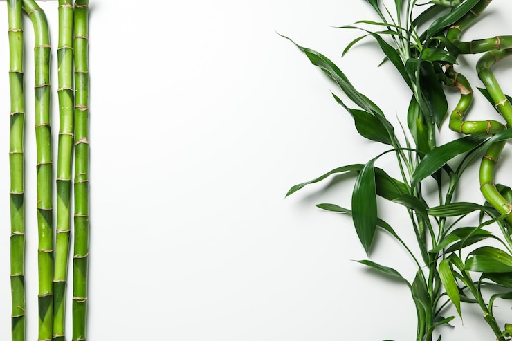 Photo conception du bambou tropical et de la plante d'été