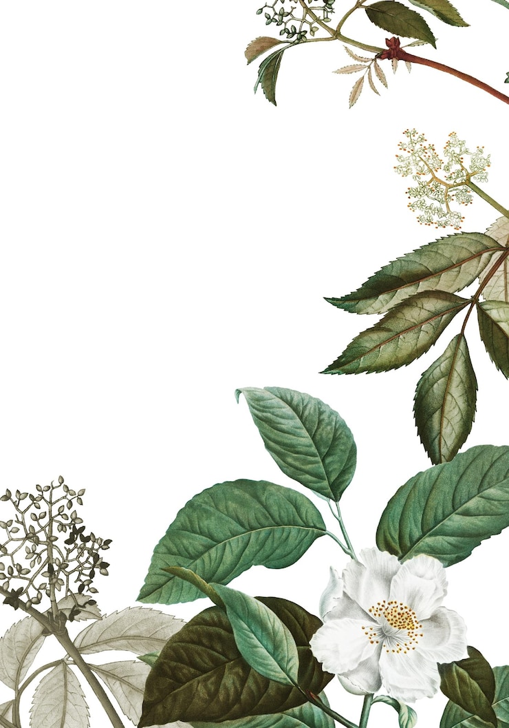 Photo conception du cadre botanique transparente png