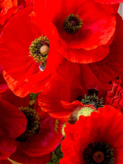 Conception florale de carte postale de coquelicots rouges Gros plan des fleurs mise au point sélective