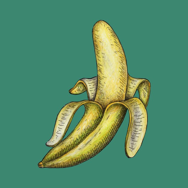 Conception d'une illustration vectorielle PNG à la banane
