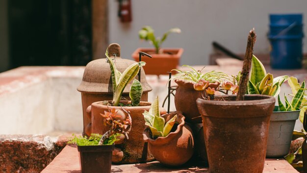 Photo conception de jardin avec des pots en argile