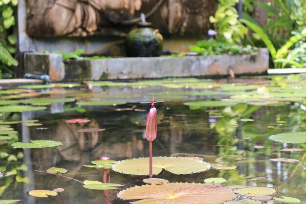 Conception de parc tropical bourgeon de lotus rouge dans l'étang