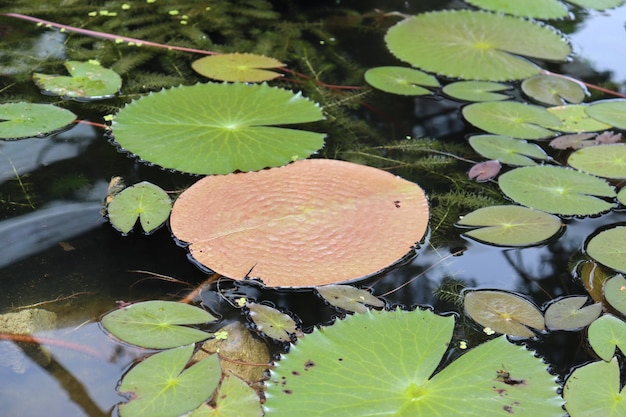 Conception de parc tropical, bourgeon de lotus rouge dans l'étang