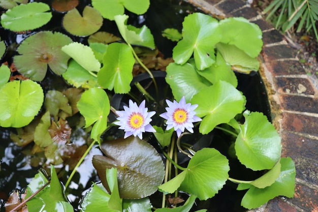 Conception de parc tropical fleur de lotus bleu dans l'étang