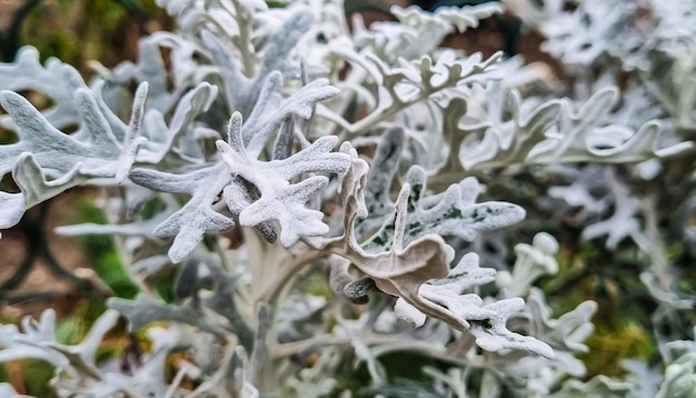 Conception de paysage de plantes d'extérieur moelleuses blanches Sélection de plantes