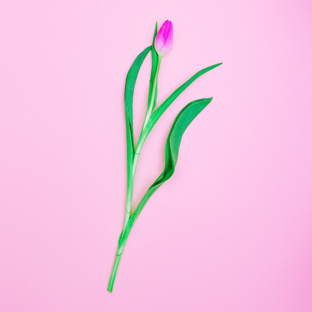 Conception de style minimal de tulipe rose.