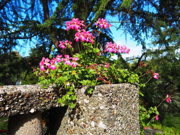 Conception verticale de pélargonium de géranium de lierre rose en fleurs de l'aménagement paysager des rues et des parcs Belles grandes fleurs de géranium sanguin de géranium de pélargonium Floriculture et horticulture Banja Koviljaca