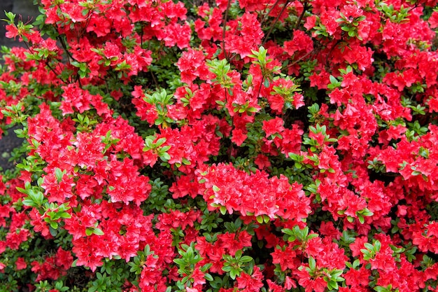 Concevez votre été avec style. Floraison estivale. Buisson fleuri dans le jardin d'été. Fleurs rouges qui fleurissent le jour d'été ensoleillé.