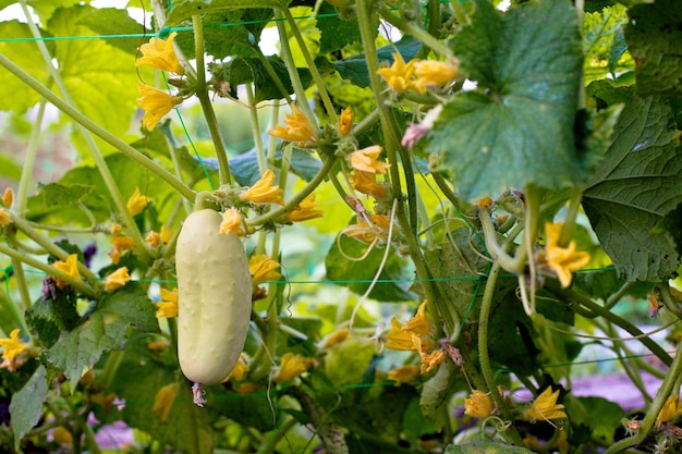 Un concombre d'ange de type blanc sur un lit parmi des fleurs jaunes Variétés hybrides de concombres