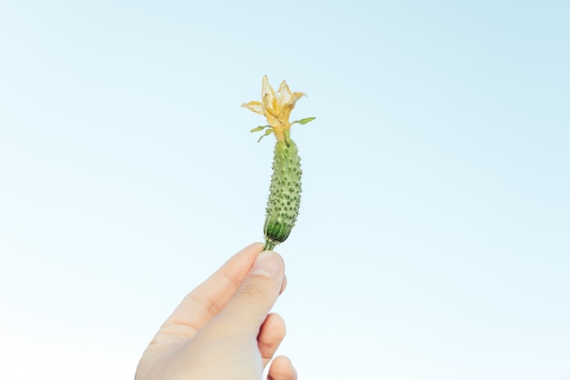 Un concombre bébé frais avec une fleur jaune, se tenait par une main, contre un fond de ciel brillant.