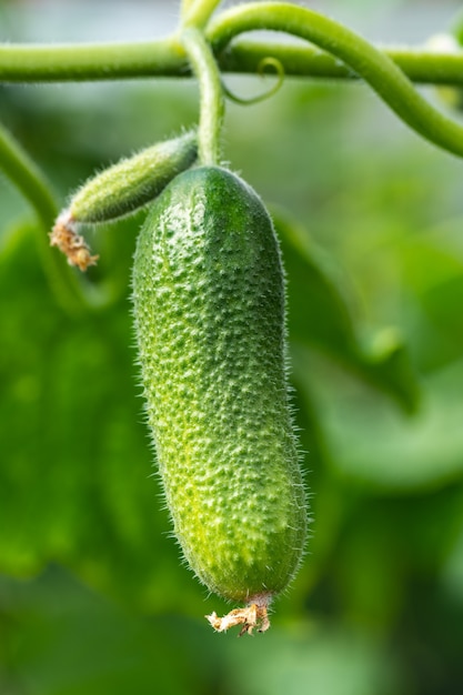 Le concombre bio vert naturel pousse sur le lit de jardin. Légumes écologiques d'été et fraîchement sains en serre sur une ferme agricole avant la récolte par temps ensoleillé.