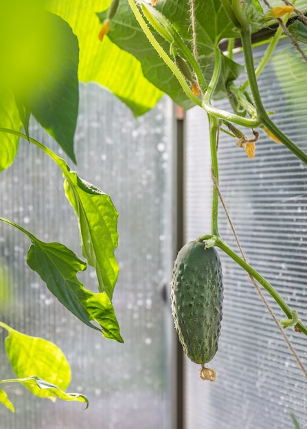 Concombre dans jardin