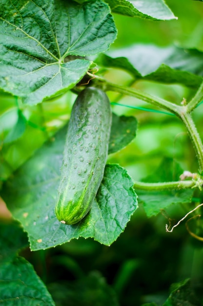 le concombre frais et biologique pousse en serre