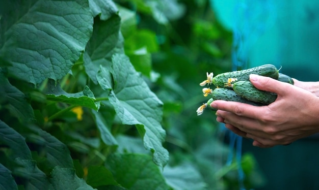 Concombre frais sur la main d'un homme dans le jardin, une bonne récolte. Mise au point sélective