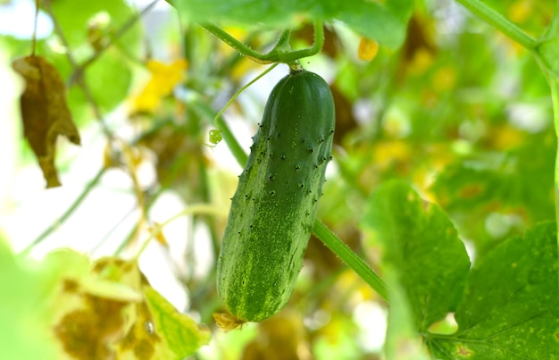 Concombre mûr poussant dans un jardin