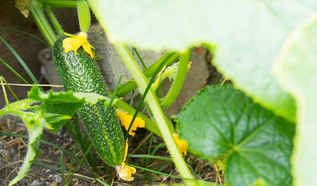 Concombre qui pousse dans le jardin