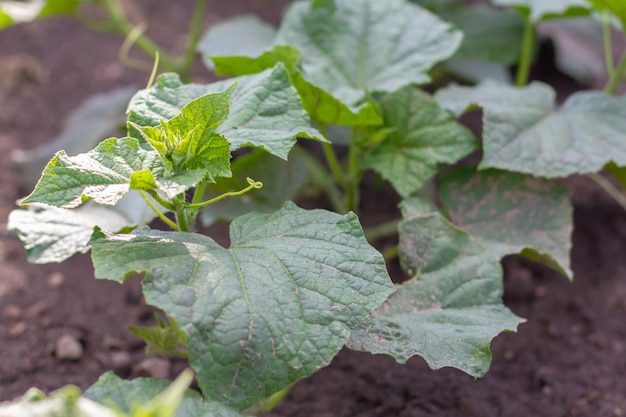 Concombre de semis dans le jardin de l'agriculteur Agriculture Plante et concept de vie