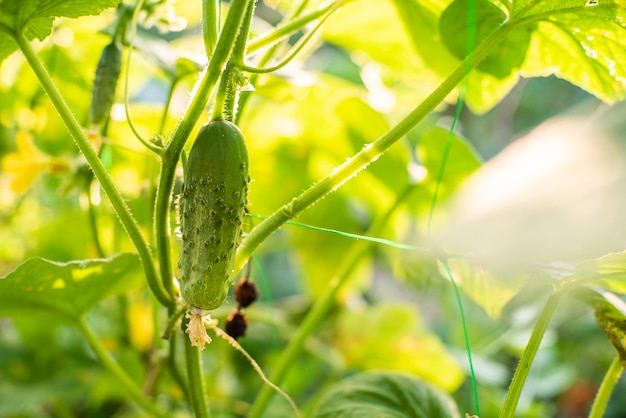 Concombre vert à la ferme concombre plante gros plan dans le jardin frappe le soleil produits écologiques concombres faits maison