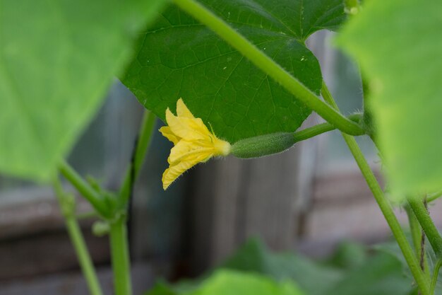 Un concombre vert avec des fleurs poussant dans un jardin ou dans une serre. Le concept de récolte.