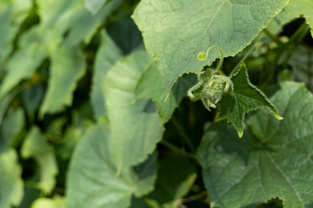 Concombre vert frais avec des feuilles et des fleurs légumes naturels aliments biologiques Jeunes concombres verts