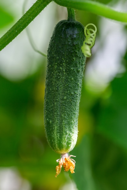 Concombre vert frais avec fleur en serre