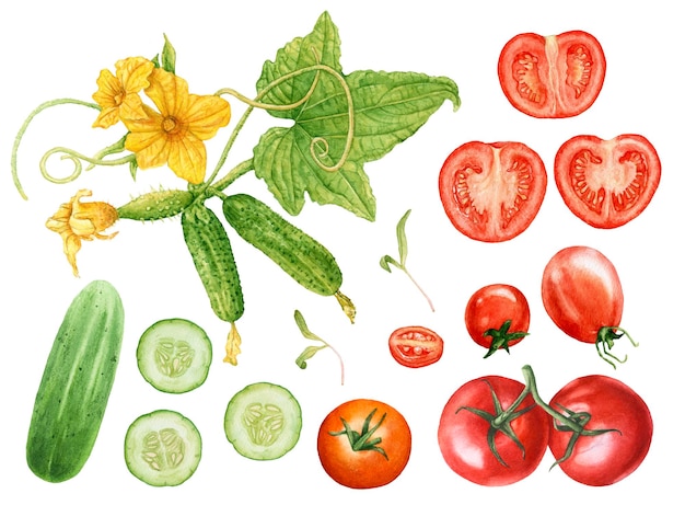 Concombres aquarelles, tomates isolés sur fond blanc.