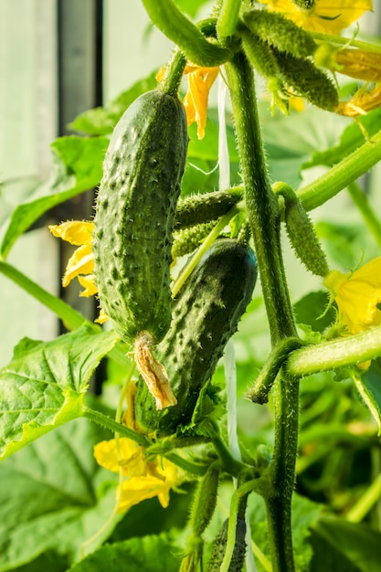 Concombres dans le jardin. Mise au point sélective.