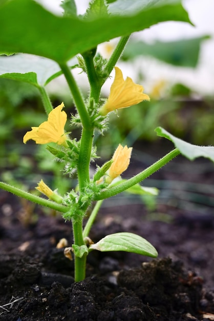 Concombres dans le jardin poussant dans le jardin