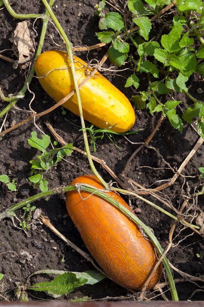 Concombres entièrement mûrs et jaunis, à partir desquels des graines seront obtenues pour planter de nouveaux concombres au printemps, un champ de concombres