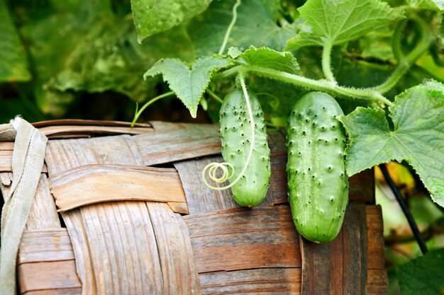 Concombres frais de la ferme dans une serre