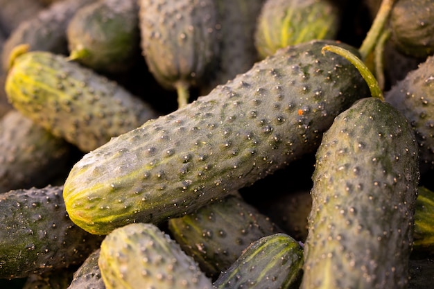 Concombres Frais Sur Le Marché