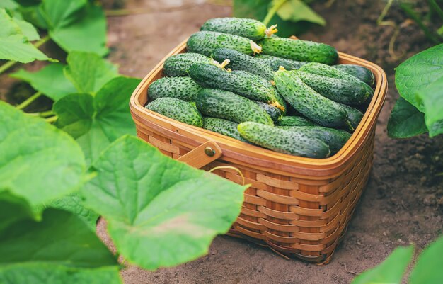 Concombres frais et savoureux dans un panier