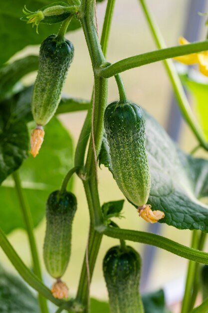 Des concombres frais sont accrochés à une branche parmi les feuilles de la serre.