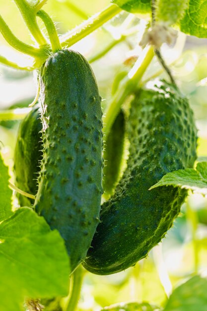 Concombres de jardin sur le buisson. Légumes épicés à la ferme. Produits sans OGM.