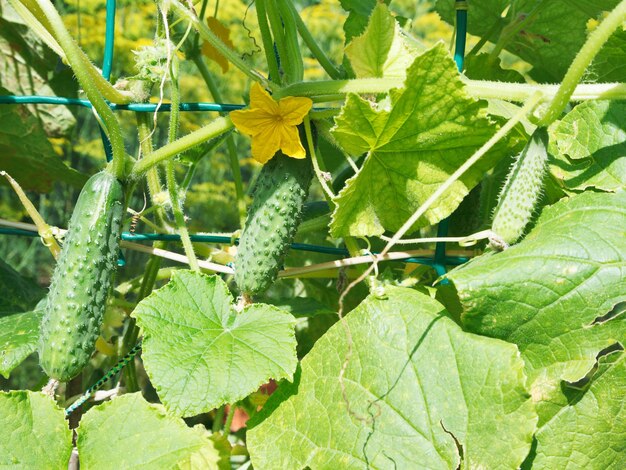 Concombres sur le jardin en été