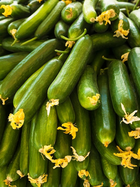 Concombres mûrs et fleurs de concombre Moment de la récolte Nourriture saine Concept agricole