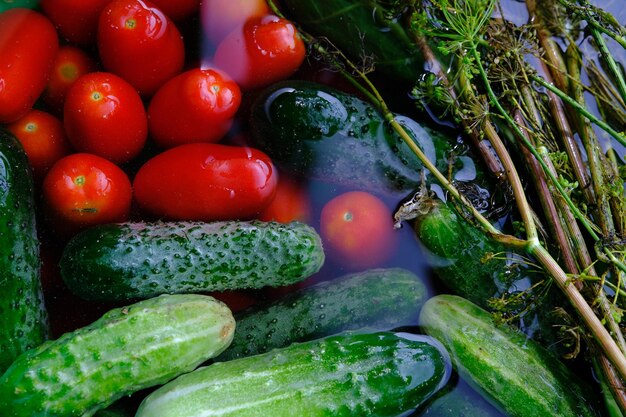 Les concombres, les tomates et l'aneth sont prêts à mariner une fois cueillis