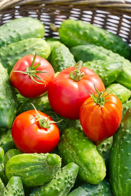 concombres et tomates dans un panier en osier